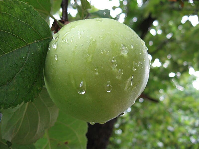 Jabłko Zielone Granny Smith - Import
