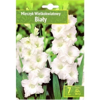 Gladiolus - Mieczyk Biały 10/12 7 Szt.
