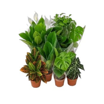 MIX ROŚLIN ZIELONYCH 17CM 1SZT