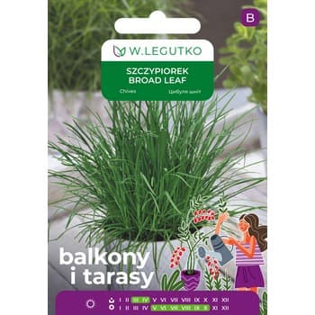 Szczypiorek/Allium schoenoprasum/Broad leaf Legutko