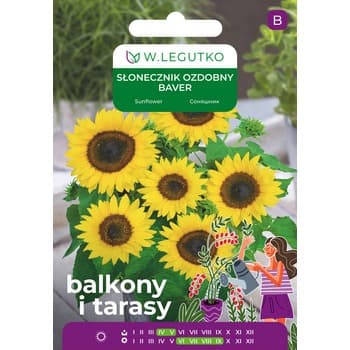 Słonecznik ozdobny/Helianthus annuus/Baver/żółte Legutko