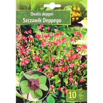 Kapers Oxalis Deppei - Szczwik Deppego 5/+ 10 Szt.
