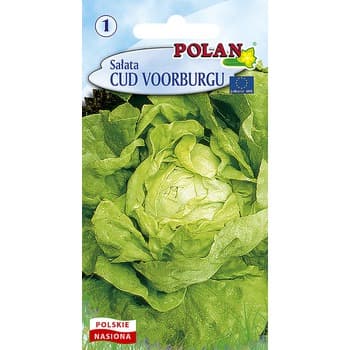 Sałata Masłowa Cud Voorburgu Polan