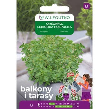 Oregano, Lebiodka pospolita/Origanum vulgare Legutko