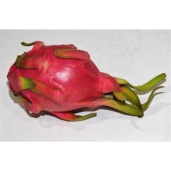 Pitahaya czerwona Wietnam 1 sztuka