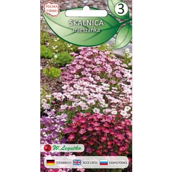 Skalnica/Saxifraga arendsii/-/mieszanka/ Legutko