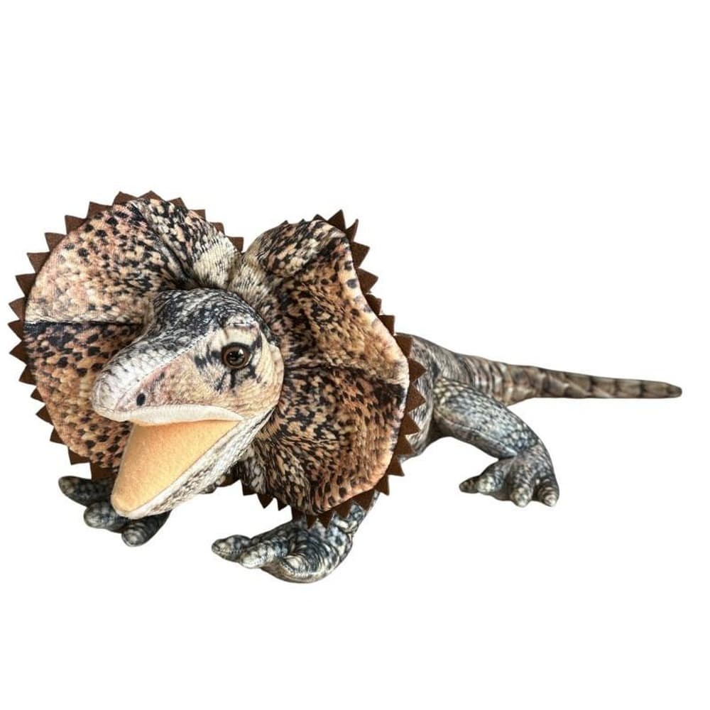 Agama obraz reprodukcja 65 cm