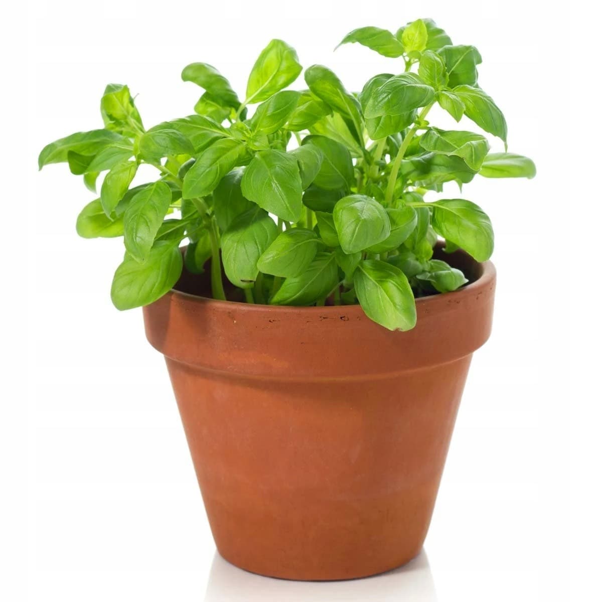 BAZYLIA DUŻA DONICZKA POLSKA 1SZT PLANT LOVE