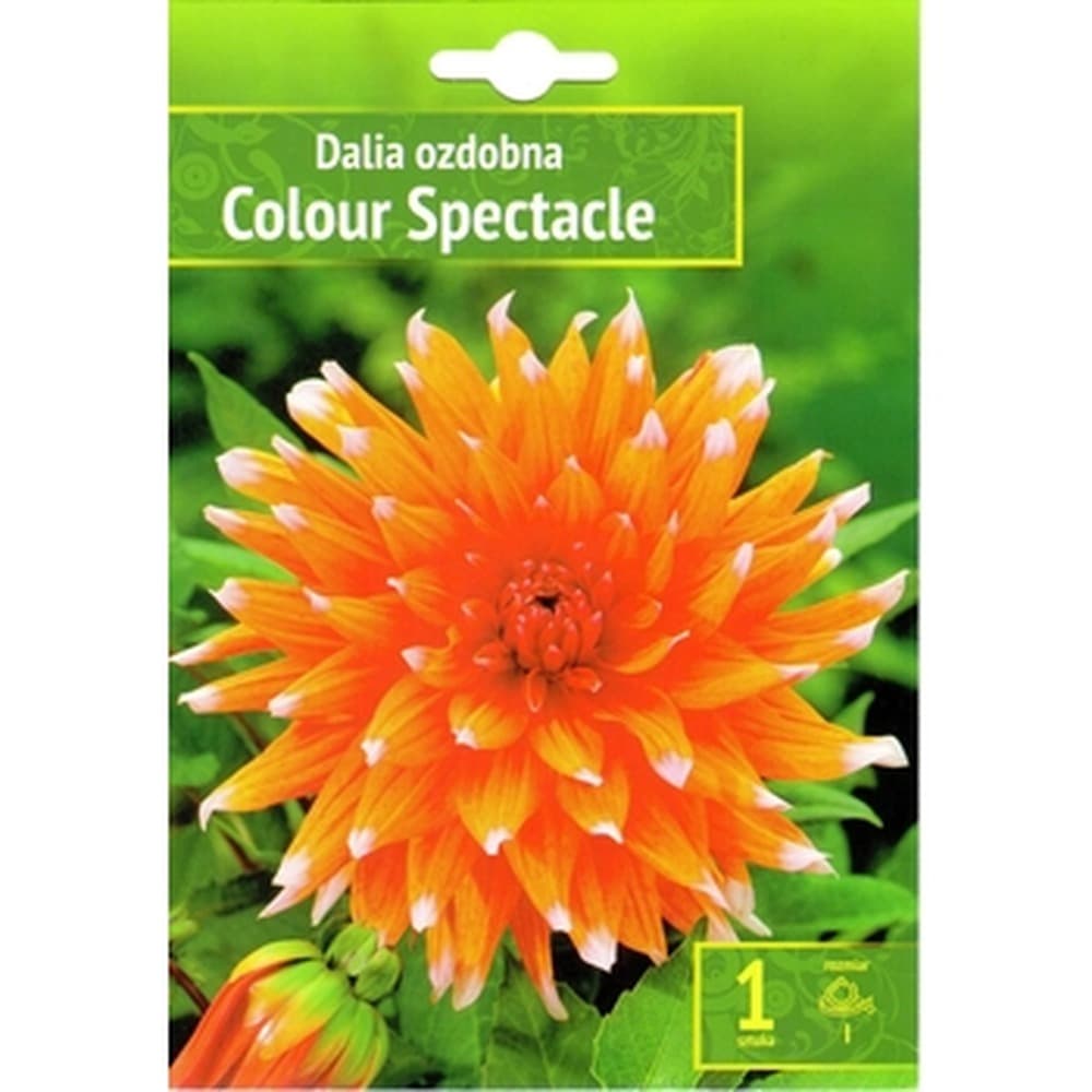Dalia Colour Spectacle Wybór "I" 1 Szt.