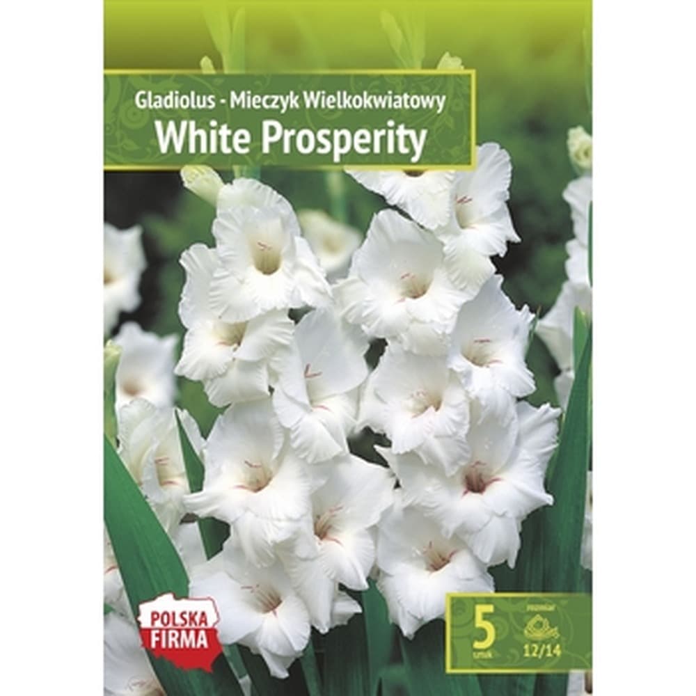 Kapers Gladiolus - Mieczyk Wielkokwiatowy White Prosperity 12/14 5 Szt.