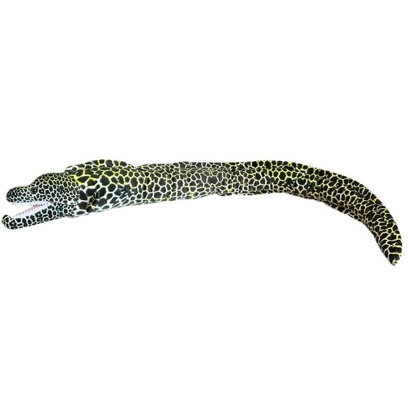 Murena ciemna ryba akwariowa dekoracyjna 110 cm