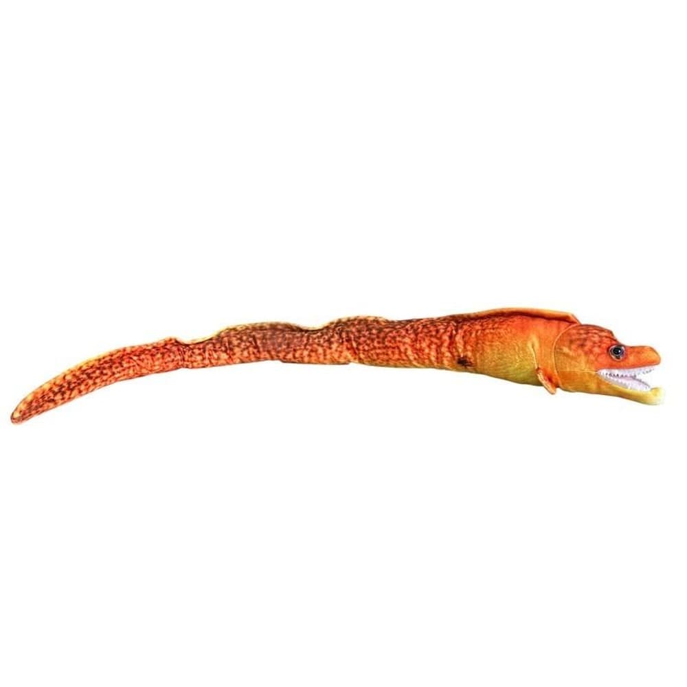 Murena pomarańczowa ryba akwariowa 80 cm