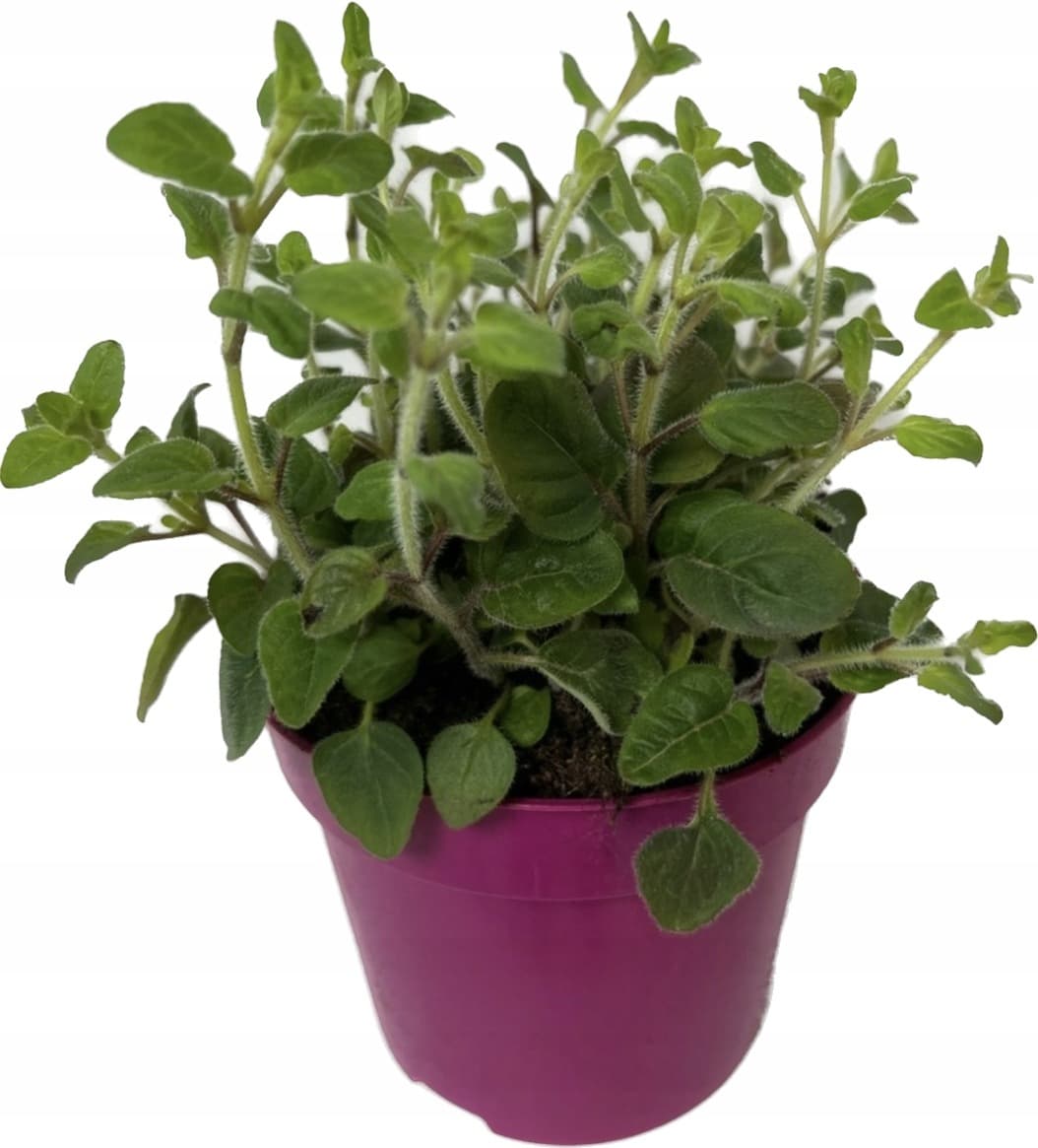 OREGANO DONICZKA POLSKA 1SZT BAZIÓŁKA