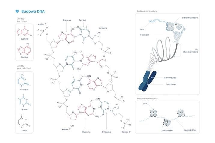 Plakat edukacyjny Budowa DNA A2 55x651 mm Biomedica