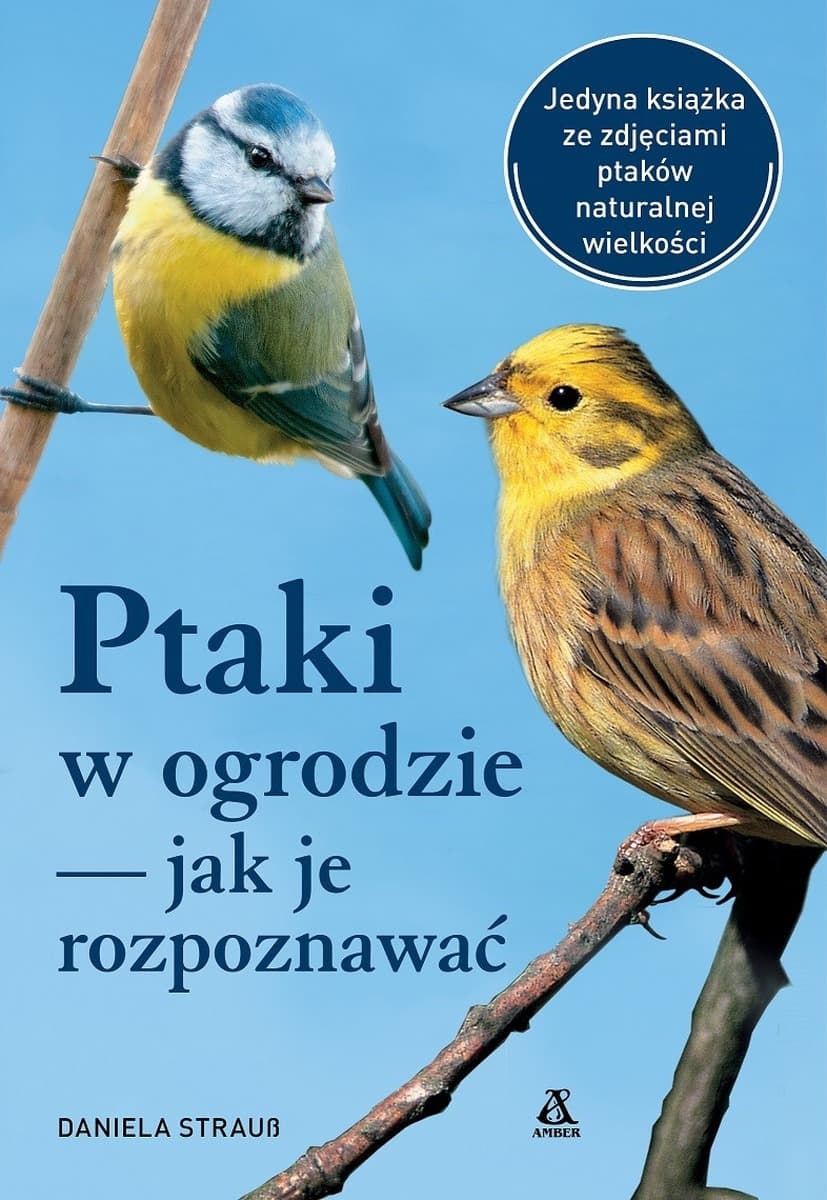 Ptaki w ogrodzie — jak je rozpoznawać wydanie 2025