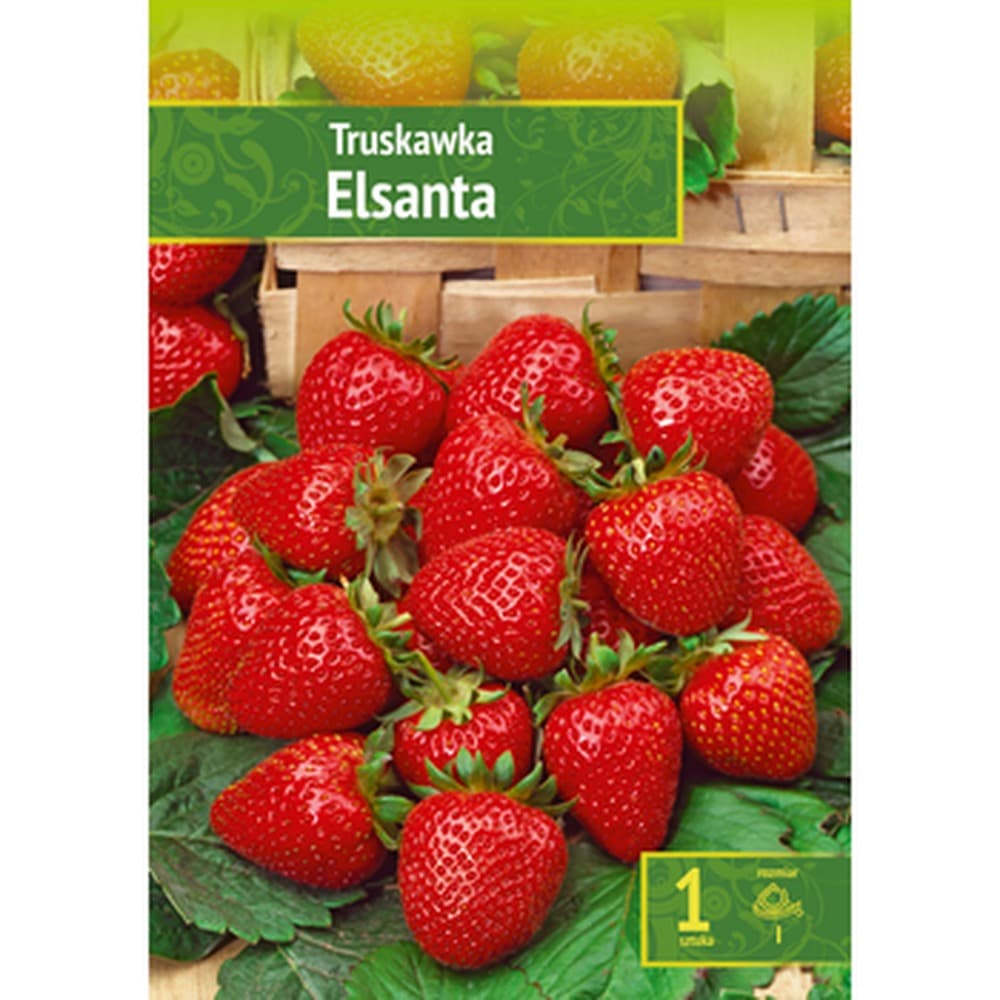 Fragaria - Truskawka Elsanta Wybór "I" 1 Szt.