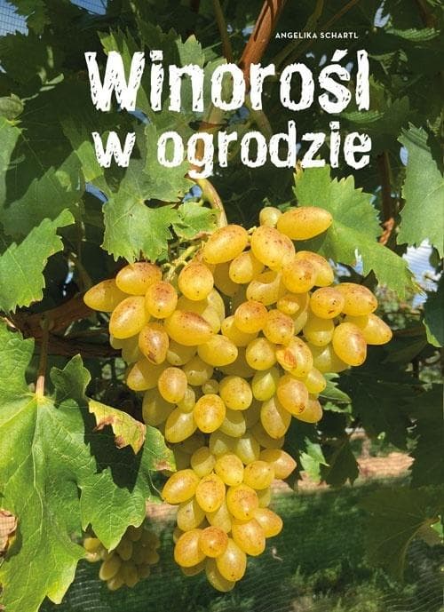 Winorośl w ogrodzie - Uprawa winogron, sadzenie i pielęgnacja